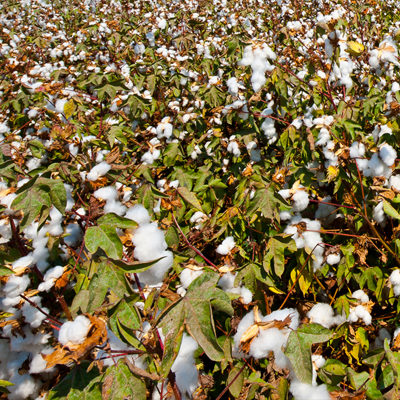 Cotton